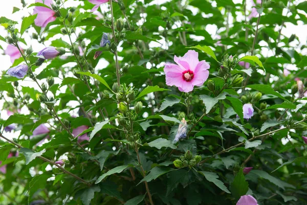 Hibisco Floresce Jardim Verão — Fotografia de Stock