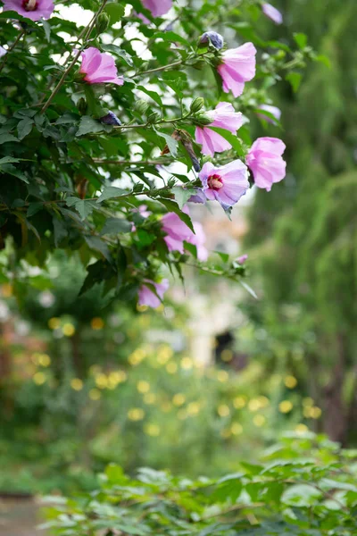 Hibiscus Florece Jardín Verano — Foto de Stock