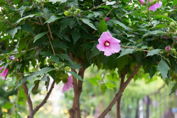Hibiscus Florece Jardín Verano — Foto de Stock