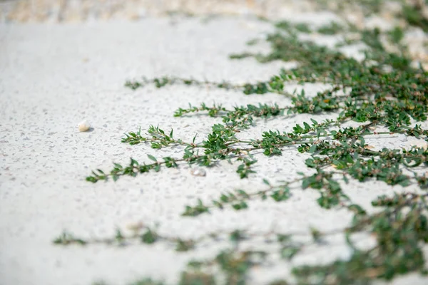 Zand Liefhebbende Knoop Onkruid Jaarlijkse Gras Plantensoorten Van Boekweit Familie — Stockfoto
