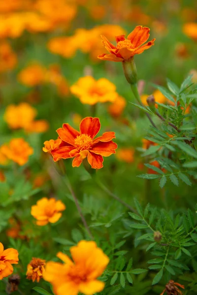 Marigold Ανθίζει Στο Φθινόπωρο Κήπο — Φωτογραφία Αρχείου