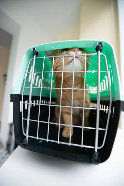 Gato Rojo Joven Está Portador Gato Tiro Interior Gato Estresado — Foto de Stock