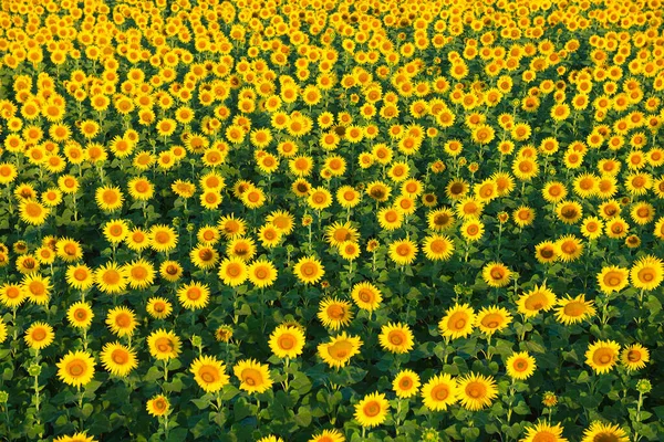 Beautiful Summer Field Blooming Sunflowers Ukraine — Stock Photo, Image