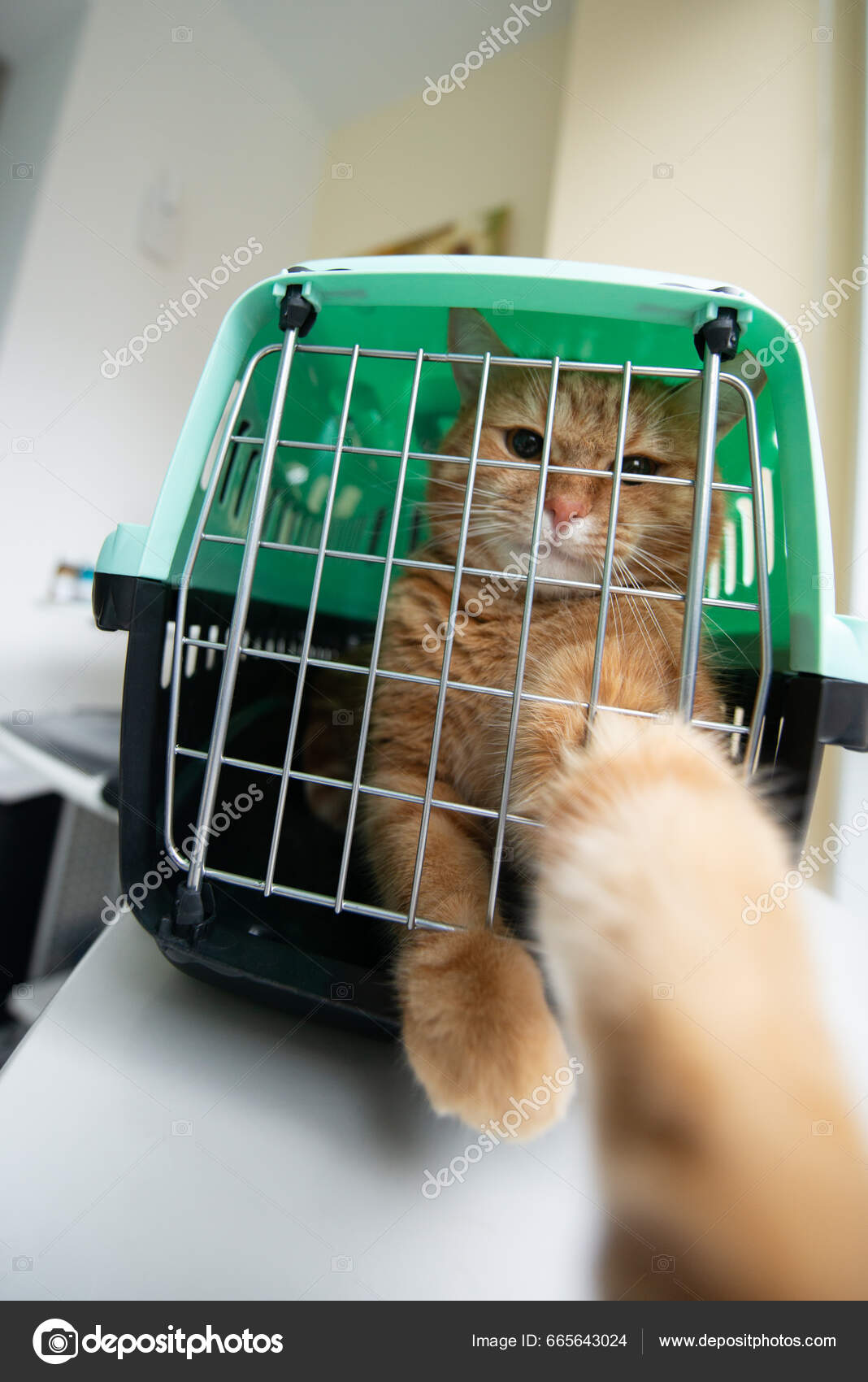 Cat carrier pet clearance stock