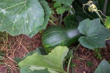 Kabak ezmesi, balkabağı olgunlaşmış bahçede güneşin tadını çıkarıyor.