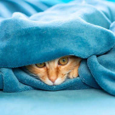 Sevimli, genç, kızıl kedicik kanepede uzanıyor ve halının altından dışarı bakıyor. Evdeki neşeli evcil hayvan.