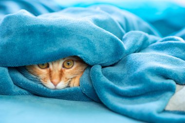 Sevimli, genç, kızıl kedicik kanepede uzanıyor ve halının altından dışarı bakıyor. Evdeki neşeli evcil hayvan.