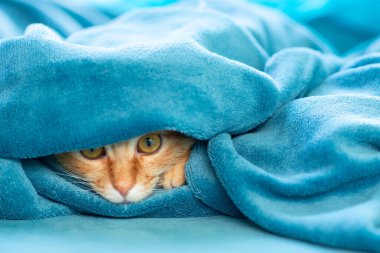 Sevimli, genç, kızıl kedicik kanepede uzanıyor ve halının altından dışarı bakıyor. Evdeki neşeli evcil hayvan.