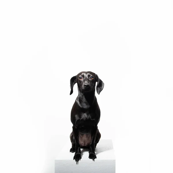 一条黑色的短毛小狗在白色的背景上摆姿势 可爱的宠物的室内肖像 — 图库照片