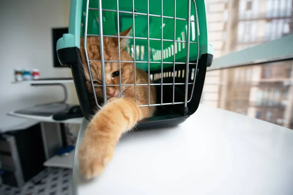 Gato Rojo Joven Está Portador Gato Tiro Interior Gato Estresado — Foto de Stock