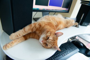 Güzel, tembel, karnı doymuş ve tatmin olmuş kızıl kedi tuş takımının yanındaki evde uyuyor. Evde çalış.