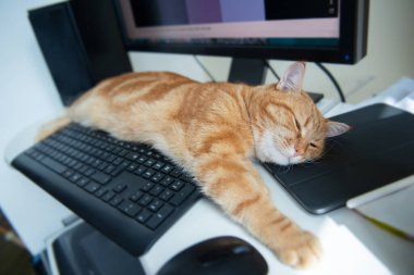 Güzel, tembel, karnı doymuş ve tatmin olmuş kızıl kedi tuş takımının yanındaki evde uyuyor. Evde çalış.