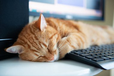 Güzel, tembel, karnı doymuş ve tatmin olmuş kızıl kedi tuş takımının yanındaki evde uyuyor. Evde çalış.