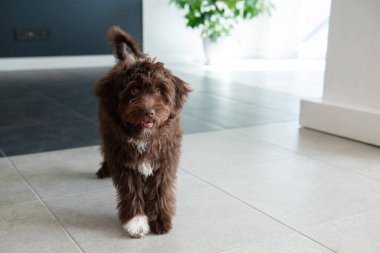 Yavru Yorkiepoo evde dinleniyor. Şirin tasarımcı küçük köpek, Yorkshire teriyeri ve kaniş karışımı. Ev hayvanının sevimli portresi. 