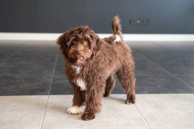 Yavru Yorkiepoo evde dinleniyor. Şirin tasarımcı küçük köpek, Yorkshire teriyeri ve kaniş karışımı. Ev hayvanının sevimli portresi. 