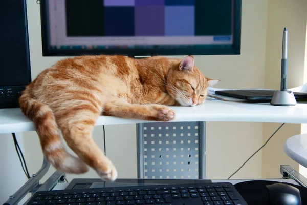 Hermoso Gato Jengibre Perezoso Bien Alimentado Satisfecho Duerme Lugar Trabajo — Foto de Stock