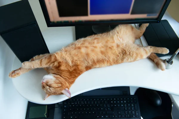 漂亮的懒洋洋的生姜猫吃饱了 很满意地睡在键盘旁的家里 在家工作 — 图库照片