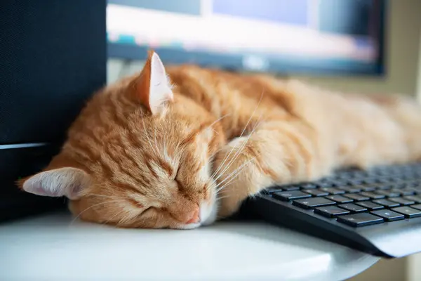 Güzel, tembel, karnı doymuş ve tatmin olmuş kızıl kedi tuş takımının yanındaki evde uyuyor. Evde çalış.
