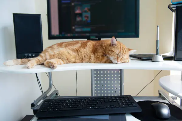 Beautiful lazy ginger cat well-fed and satisfied sleeps at home working place near keypad. Work at home