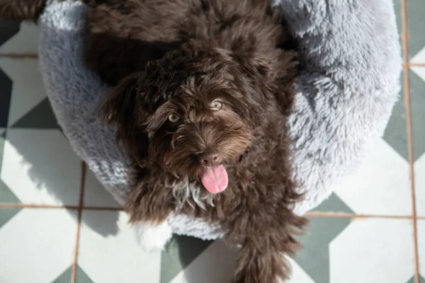 Szczeniak Yorkiepoo Odpoczywa Domu Cute Projektant Rasy Mały Pies Yorkshire — Zdjęcie stockowe