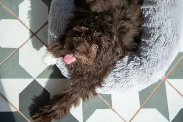 Filhote Cachorro Yorkiepoo Descansa Casa Cão Pequeno Bonito Raça Desenhista — Fotografia de Stock