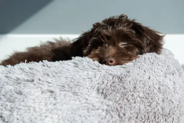 パピー ヨギーポは自宅で休んでいる かわいいデザイナーは小さな犬 ヨークシャーテリア ポドルミックスを飼育します 愛らしいペットの屋内肖像画 — ストック写真
