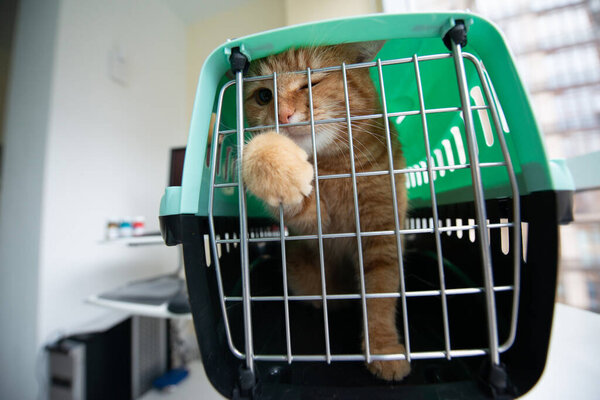 Young red cat is in a cat carrier, indoor shot. Stressed cat is trying to get out of the cage. Moving with pets