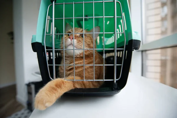 Genç Kırmızı Kedi Kedi Bir Kedi Taşıyıcısının Içinde Kapalı Çekimde — Stok fotoğraf