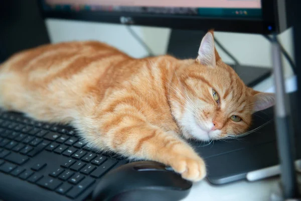 美しい怠惰なジンジャー猫は キーパッドの近くの自宅の作業場で十分な給食と満足した睡眠を提供しています 自宅で働くこと — ストック写真