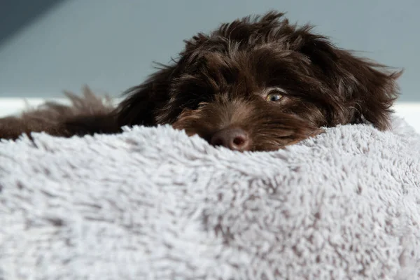 Puppy Yorkiepoo Відпочиває Вдома Симпатичний Дизайнер Породи Маленька Собака Йоркширський — стокове фото