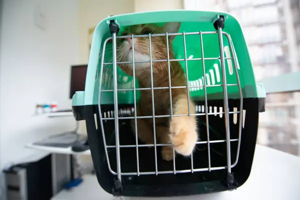 Gato Vermelho Jovem Está Uma Transportadora Gato Tiro Indoor Gato — Fotografia de Stock