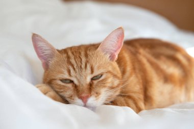 Ginger sevimli kedi beyaz bir çarşafla yatar ve yatar.