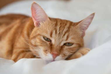 Ginger sevimli kedi beyaz bir çarşafla yatar ve yatar.