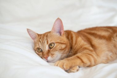 Ginger sevimli kedi beyaz bir çarşafla yatar ve yatar.