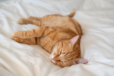 Ginger sevimli kedi beyaz bir çarşafla yatar ve yatar.