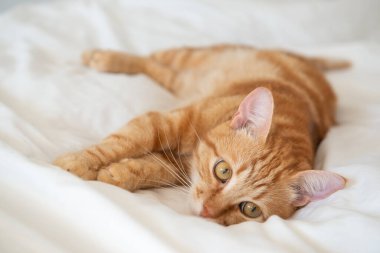 Ginger sevimli kedi beyaz bir çarşafla yatar ve yatar.