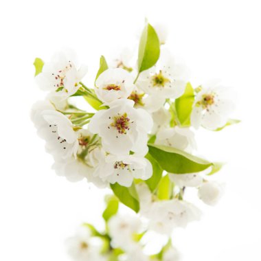 Armut ağacı çiçek açar. Beyaz arka planda çiçekli çiçek açan armut dalları. İlkbaharda açan