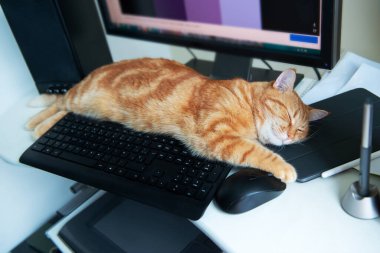 Güzel, tembel, karnı doymuş ve tatmin olmuş kızıl kedi tuş takımının yanındaki evde uyuyor. Evde çalış.