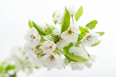 Armut ağacı çiçek açar. Beyaz arka planda çiçekli çiçek açan armut dalları. İlkbaharda açan