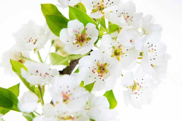 Hrušky Kvetou Kvetoucí Hrušeň Větev Květy Izolované Bílém Pozadí Kvetoucí — Stock fotografie