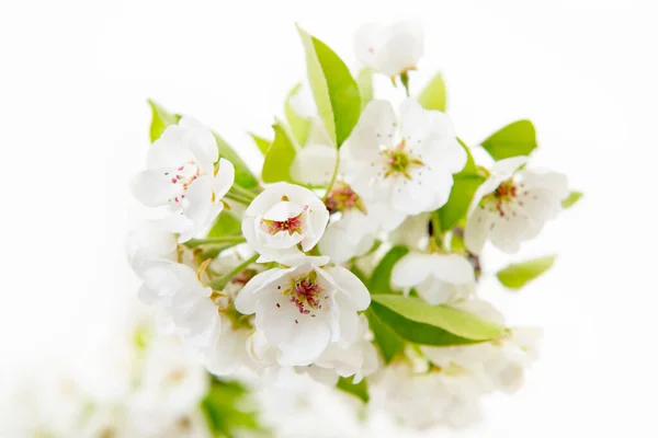 Kwitną Gruszki Kwitnąca Gałąź Gruszki Kwiatami Odizolowanymi Białym Tle Kwitnienie — Zdjęcie stockowe