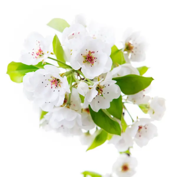 Pear Tree Blossoms Blooming Pear Tree Branch Flowers Isolated White — Stock Photo, Image