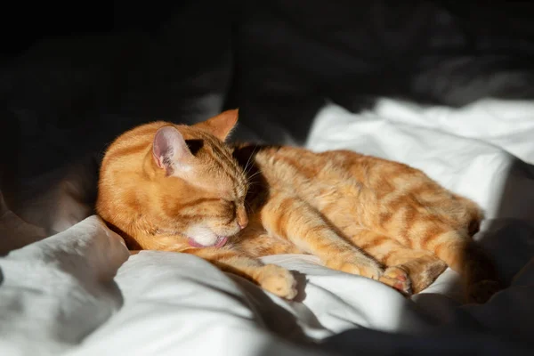 Імбир Милий Кіт Лежить Ліжку Білим Аркушем Миється Під Час — стокове фото