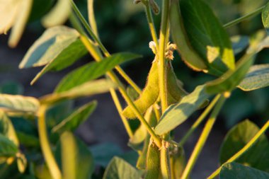 Tarlada büyüyen soya fasulyesi, tarım.