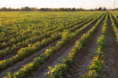 Tarlada büyüyen soya fasulyesi, tarım.