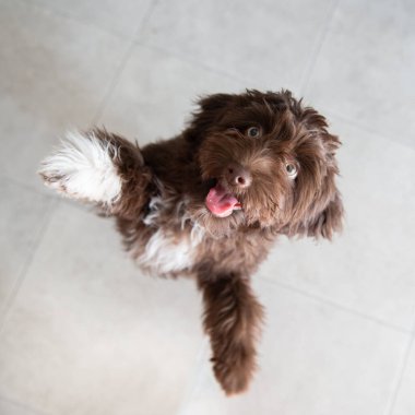 Yavru Yorkiepoo atlıyor. Şirin tasarımcı küçük köpek, Yorkshire teriyeri ve kaniş karışımı. Ev hayvanının sevimli portresi. 