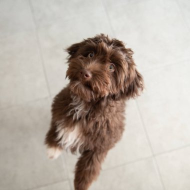 Yavru Yorkiepoo atlıyor. Şirin tasarımcı küçük köpek, Yorkshire teriyeri ve kaniş karışımı. Ev hayvanının sevimli portresi. 