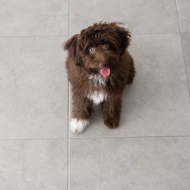 Yavru Yorkiepoo evde dinleniyor. Şirin tasarımcı küçük köpek, Yorkshire teriyeri ve kaniş karışımı. Ev hayvanının sevimli portresi. 