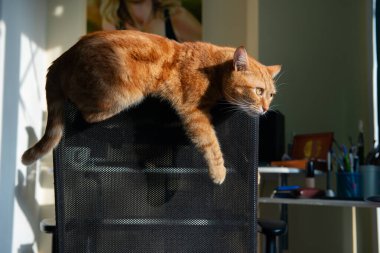 Evdeki bilgisayarın yanındaki iş yerindeki sandalyenin arkasında yatan komik, güzel, genç, kızıl, tekir kedi.