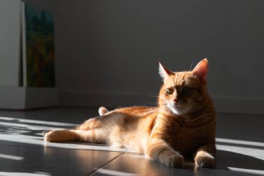 Güzel, genç, kızıl, tekir kedi evde yerde yatıyor ve güneş ışınlarının altında dinleniyor.